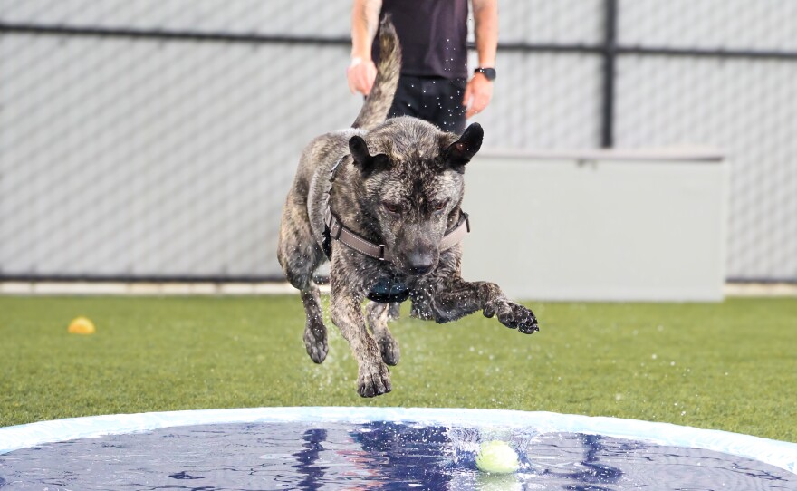 A dog lunges after a tennis ball into a pet pool in this undated photo.