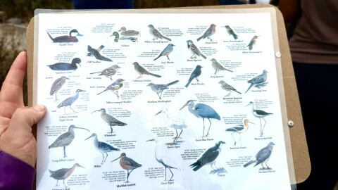 Bird watcher using a laminated guide of some of the species of birds found in the Tijuana Slough and through the Tijuana Estuary