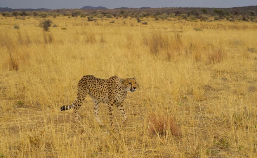 Cheetah. N/a’an ku sê, Namibia.