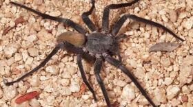 A new species of spider, Califorctenus cacachilensis, discovered by researchers at the San Diego Natural History Museum. 