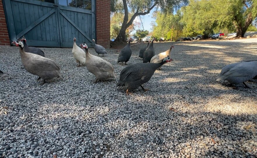 Brick N Barn's resident flock of guinea hens are shown on December 1, 2023.