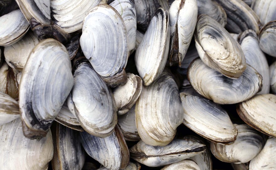 The blood cancer in soft-shell clams poses no risk to humans, but it does kill the shellfish.