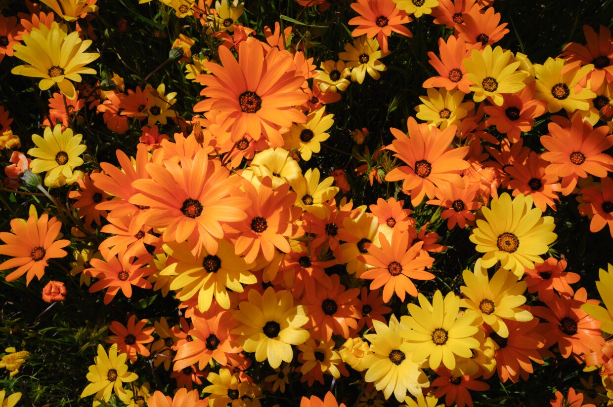 Clusters of African daisies bloom next to an overpass along Interstate 8 near Alpine, California on March 20, 2024. The bright orange and yellow flowers, easily mistaken for native California poppies, are the remnants of a decades-old federal wildflower program.