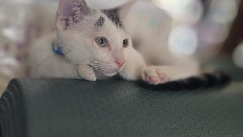 Paws and Pose: Kitten Edition