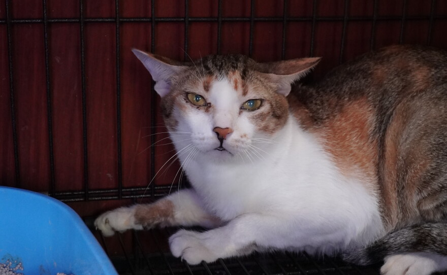 A cat is being cared for at a rescue facility of an animal rights group after police raided an operation that steals and resells cats for meat in Ho Chi Minh city, Vietnam, Sept.17, 2026.