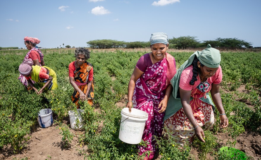 Tamilarusi, 60, Parimala, 55, Malaiammal, 60, Vasuki, 38, and Victoria, 39, pick chiles on a hot March morning.