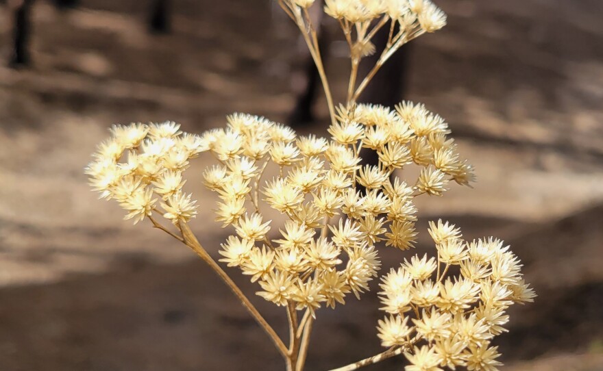 Last summer's wildflowers glow on a spring afternoon in the Little Pend Oreille National Wildlife Refuge, where the forest smells of pine and dust.