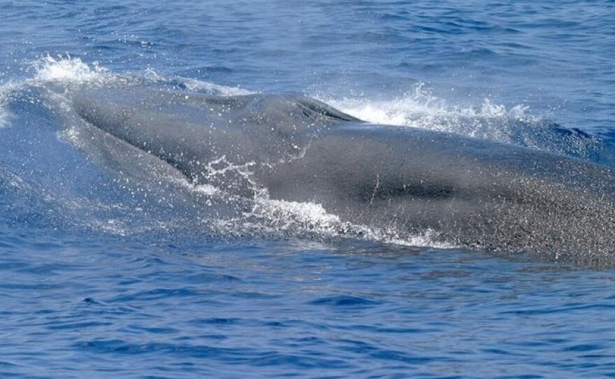 Rice's whales can grow to 42 ft but fewer than 100 remain.