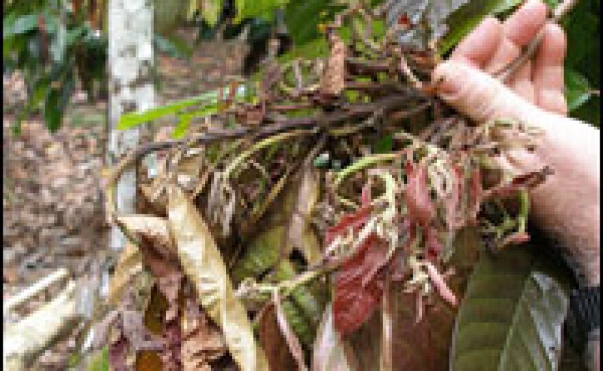 When the witches'-broom fungus infects cacao trees, they grow stunted clusters of branches that look like witches' brooms. The fungus also limits the trees' ability to produce pods with viable seeds that can be used to make chocolate.