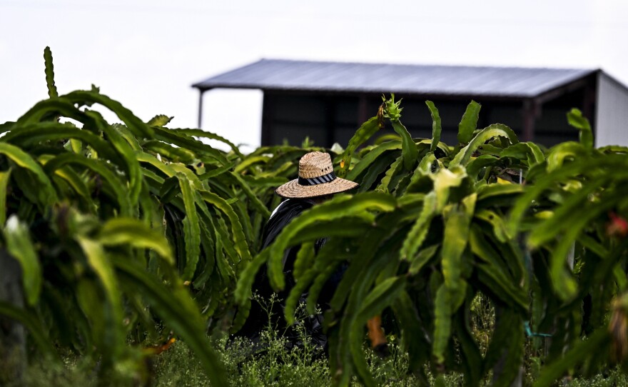 A man works in a Florida agricultural field on a hot, humid day in July 2023, one of the hottest months ever recorded in the state. There are no federal heat regulations.