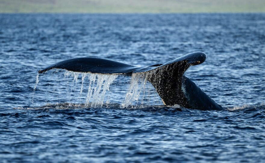 A humpback whale's tail emerges from the water during one of the Ultimate Whale Watch tours off the coast of Maui.