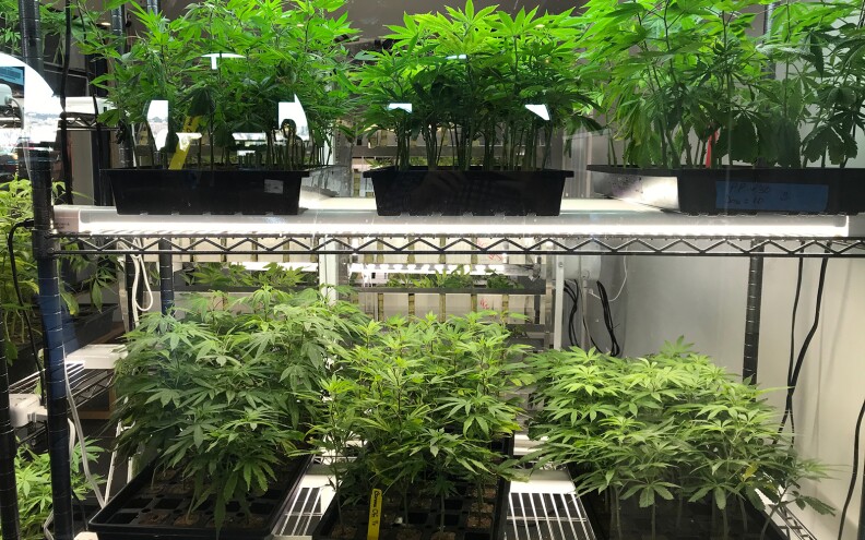 Small cannabis clones are seen in a display case at SDRC, a San Diego-based dispensary, Nov. 1, 2019.