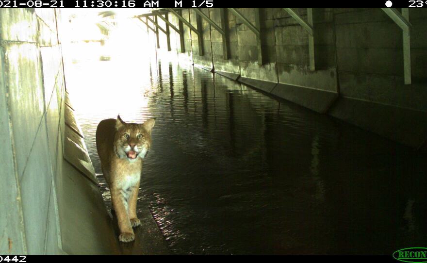 A bobcat<em> </em>was detected under Autoroute 10, close to Magog, in Quebec, Canada. The camera that captured the bobcat was from a landscape ecology lab at Concordia University.
