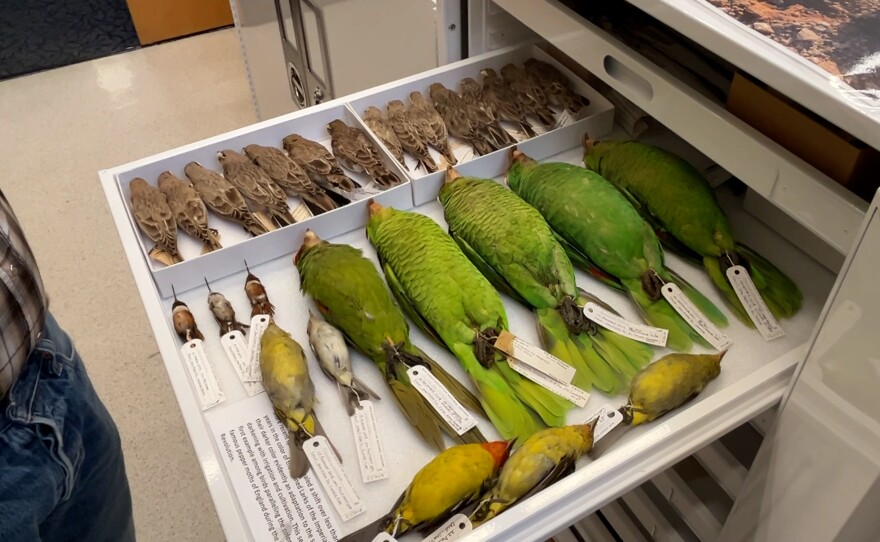 Just one of the many drawers containing 56,000 birds and 26,000 mammals at the San Diego Natural History Museum. January 21, 2026