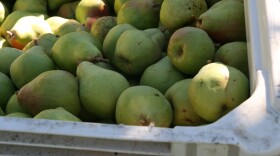 Some of this season's Comice pear harvest is rotting in Pacific Northwest orchards because there aren't enough workers to pick it.