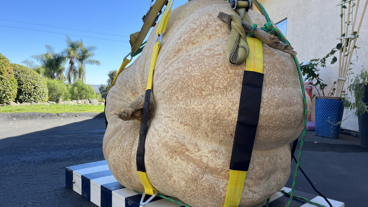Giant Escondido pumpkin headed to bear cubs in Ramona - Vimarsana News