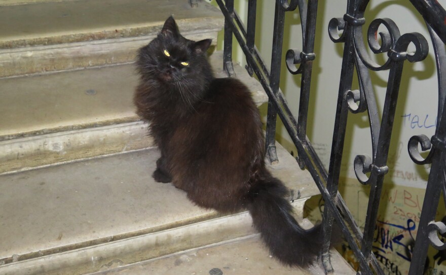 One of the more troublesome characters in Bulgakov's novel is a large black cat — and sure enough, this one still lives in the stairwell of the writer's apartment.