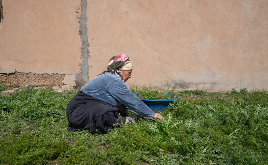 Zainab Ahmad Nasro, who is Yazidi, picks chamomile in the village of Brazan. Her husband has been missing for four years.