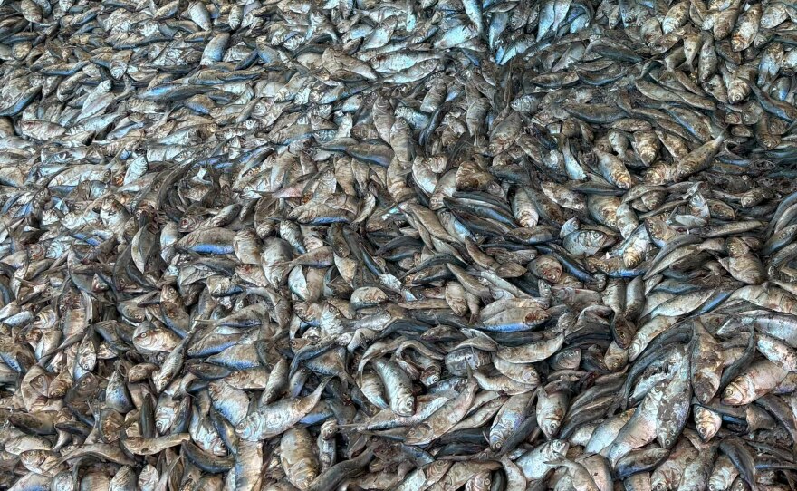Menhaden in a holding bin at Omega Protein's reduction plant in Reedville, Virginia in December. Omega harvests hundreds of millions of menhaden each year to produce fishmeal and fish oil for products like pet food and omega-3 supplements.