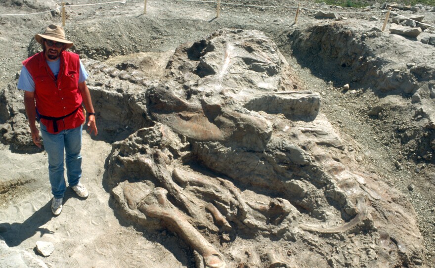 Jack Horner, curator of paleontology at the Museum of the Rockies, provides scale for Tyrannosaurus rex fossils at excavation site in Fort Peck, Montana in June 1990.