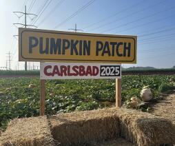 Pumpkin Patch 2025