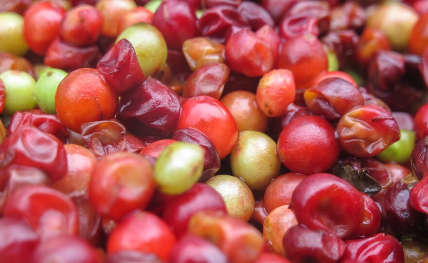 The small, red schisandra berry has a peculiar taste — five tastes, in fact, because it's considered to be at once sweet, sour, salty, bitter and pungent.