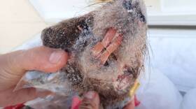 One of the 330 nutria The California Department of Fish and Wildlife has captured so far pictured in this undated photo.  