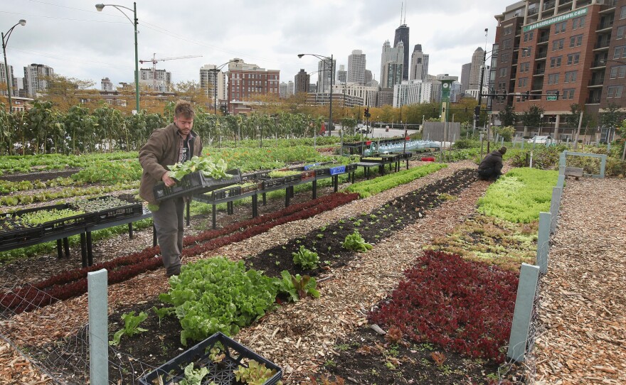 Nathan Whittaker harvests produce at City Farm in Chicago, in 2011.