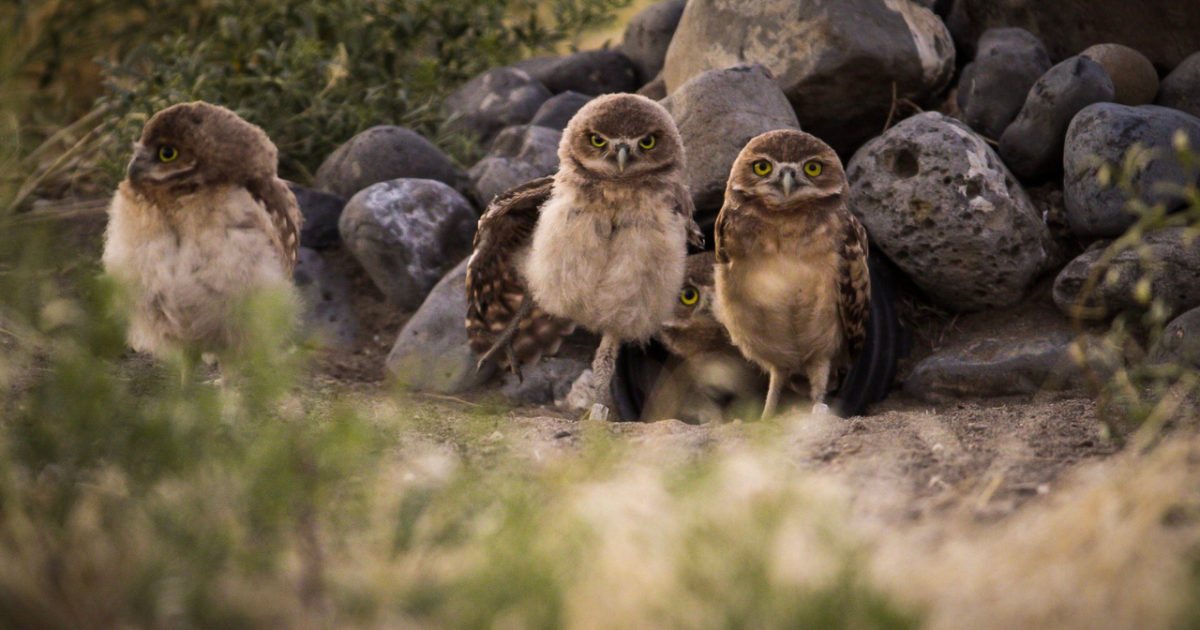 Burrowing Owls - A Love Story