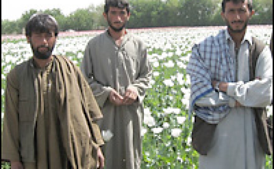 Mahmoud (right) stands with fellow opium poppy farmers in front of his poppy fields in Bolan, a village in the volatile southern Afghan province of Helmand.