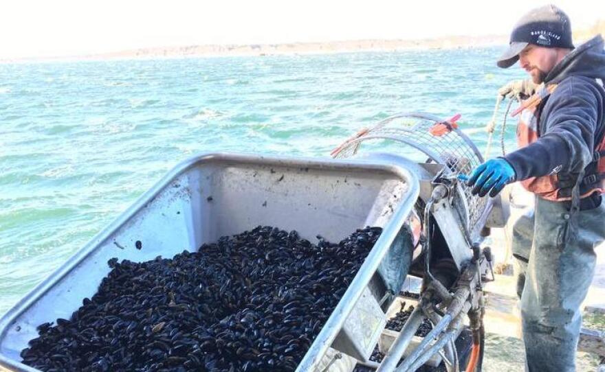 Bangs Island Mussels worker Jon Gorman sets juvenile mussels onto a rope that will be their home for the next year as they grow to market size.