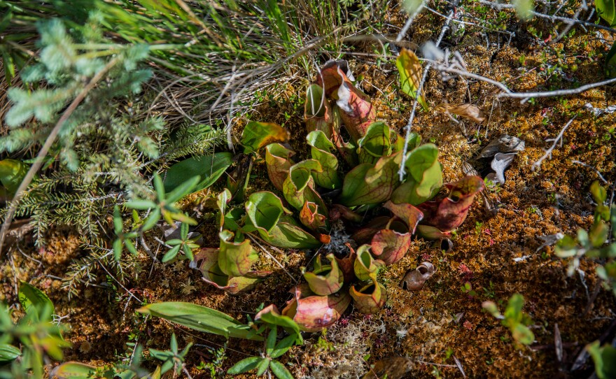 Carnivorous pitcher plants grow in Big Bog. The plants attract and drown their prey with nectar. The Red Lake Peatlands have been called Minnesota's last true wilderness.