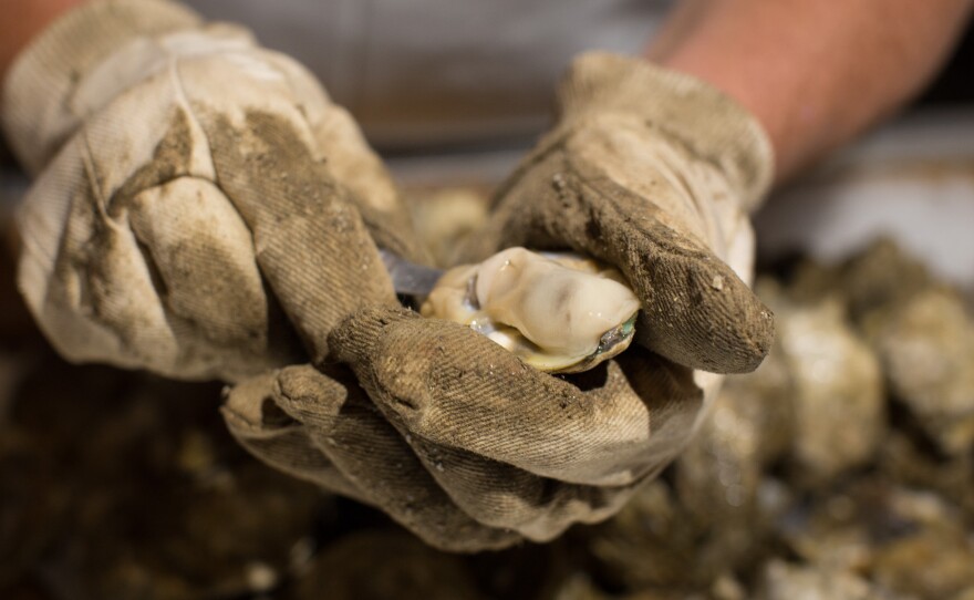 George Hastings demonstrates his preferred shucking method: stabbing. It involves thrusting a knife in a certain spot on the bivalve's side to separate the two shells, cutting out a muscle, and flipping it onto the flat side to serve it.