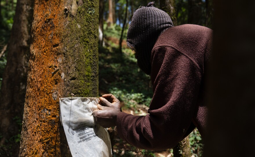 Murungi tacks a piece of plastic to a tree using thorns. Water that condenses on the tree will flow down onto the plastic sheet and into a jerrycan for him to take home.