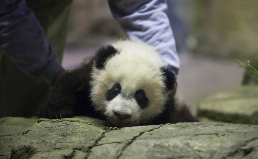 Giant panda cub Bei Bei is introduced to the press at the Smithsonian National Zoological Park, Wednesday, Dec. 16, 2015 in Washington, D.C.