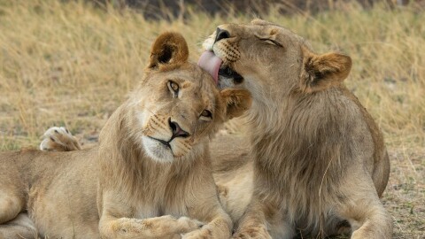 Young male lions must leave their birth pride to start a family of their own.