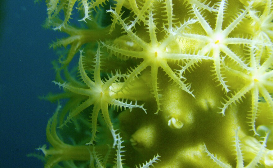 Close-up of a healthy Gorgonian feeding. Most corals rely on plants that live inside the coral polyps. Belize.