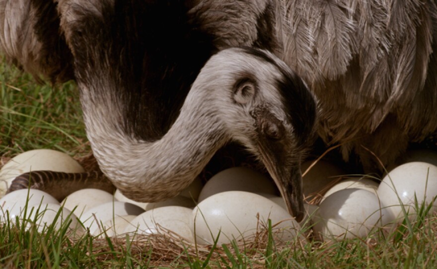 Rhea with nest of eggs.