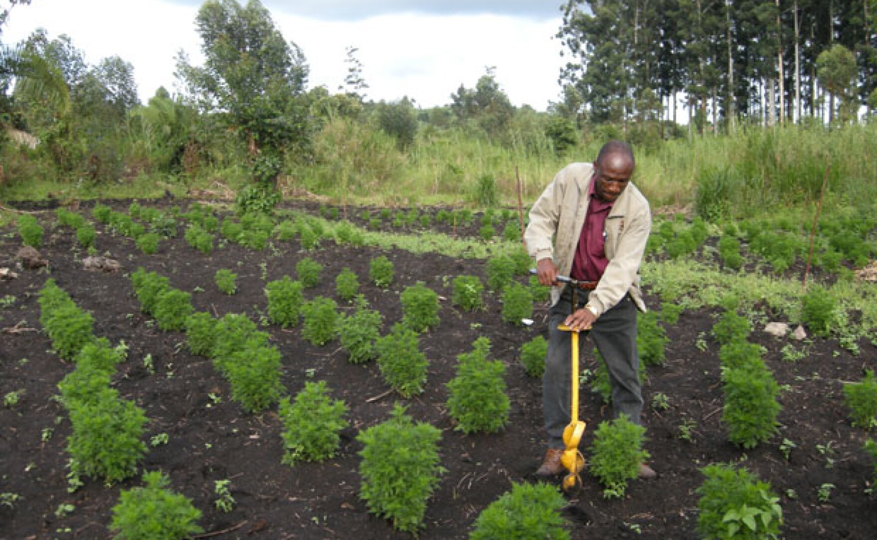 Survival Lives In The Balance The Plant That Cures Malaria (Uganda