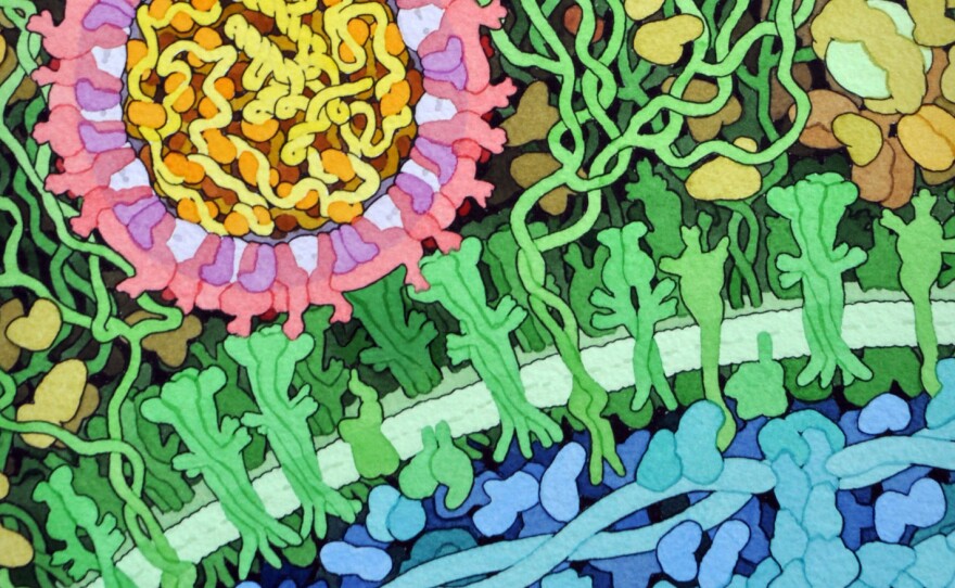 The two pinkish spheres are the Zika virus (the one at left is depicted in cross section). Surrounded by blood plasma molecules, the virus is shown interacting with the receptors, colored green, on the surface of a cell.