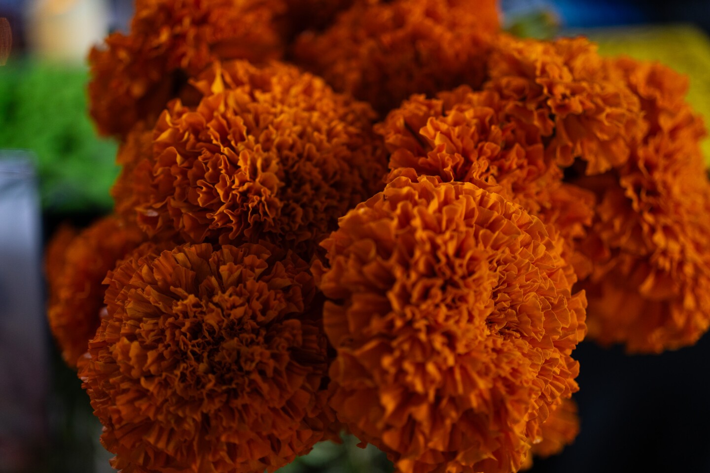 A bouquet of bright orange marigolds, also called cempasúchil, decorate one of the altars at the Sherman Heights Community Center in San Diego on Oct. 17, 2023.