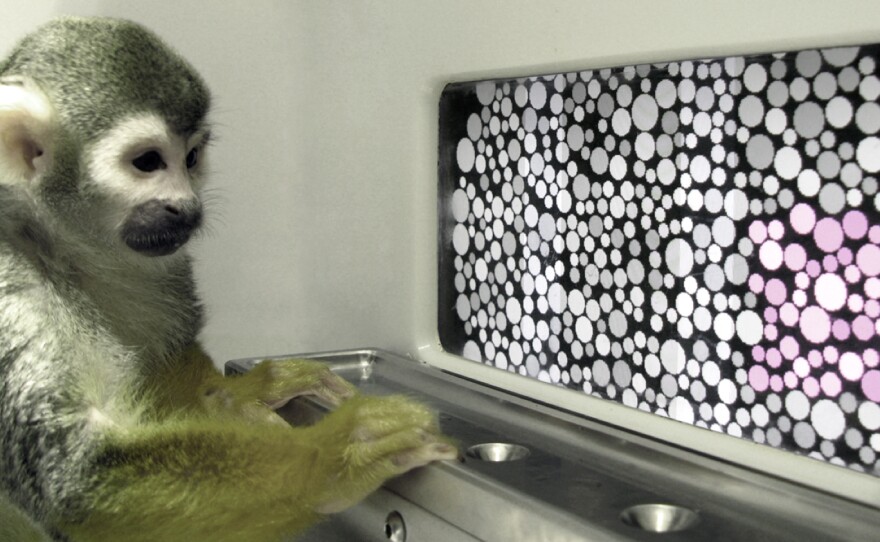 Dalton the squirrel monkey during the color vision test.