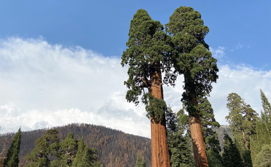 Living more than 3,000 years, giant sequoias normally survive dozens of low-grade wildfires in their lifetimes by towering over the rest of the forest. These barely escaped the Castle Fire in 2020.