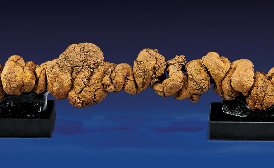 A detail of the coprolite.
