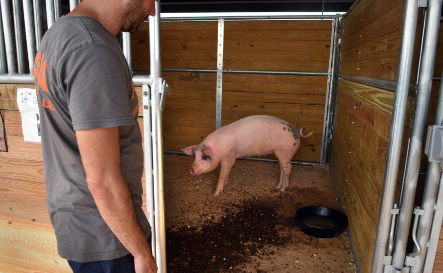 A pig was rescued swimming in floodwaters.