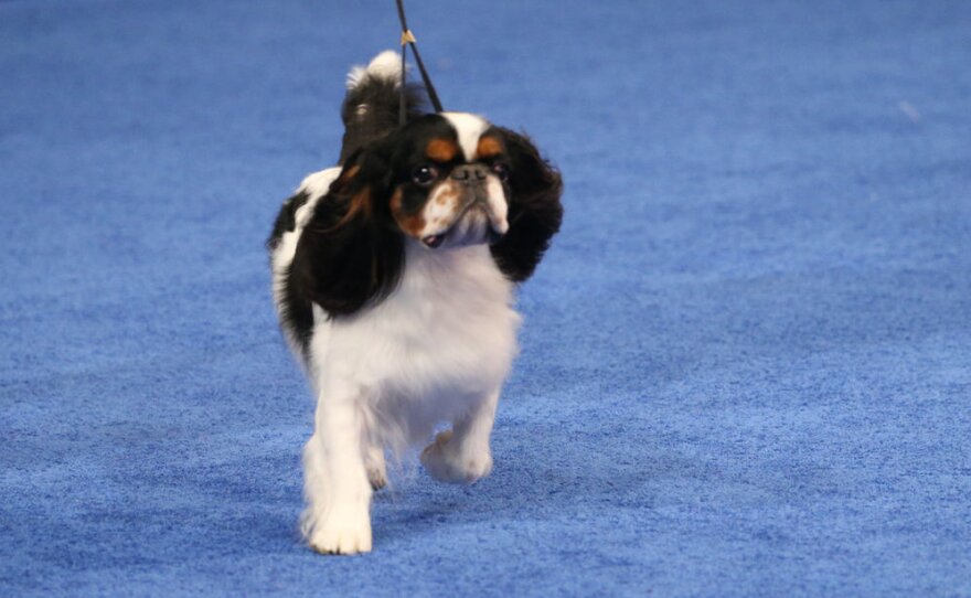 Cooper, an English toy spaniel, was the 2022 National Dog Show Reserve Best In Show winner.