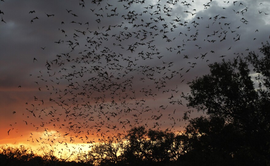 Millions of bats emerge from Bracken Cave, near San Antonio, in 2011. The cave is located in a rural area, but conservationists are worried a planned housing development nearby will disturb the bat colony that lives here.