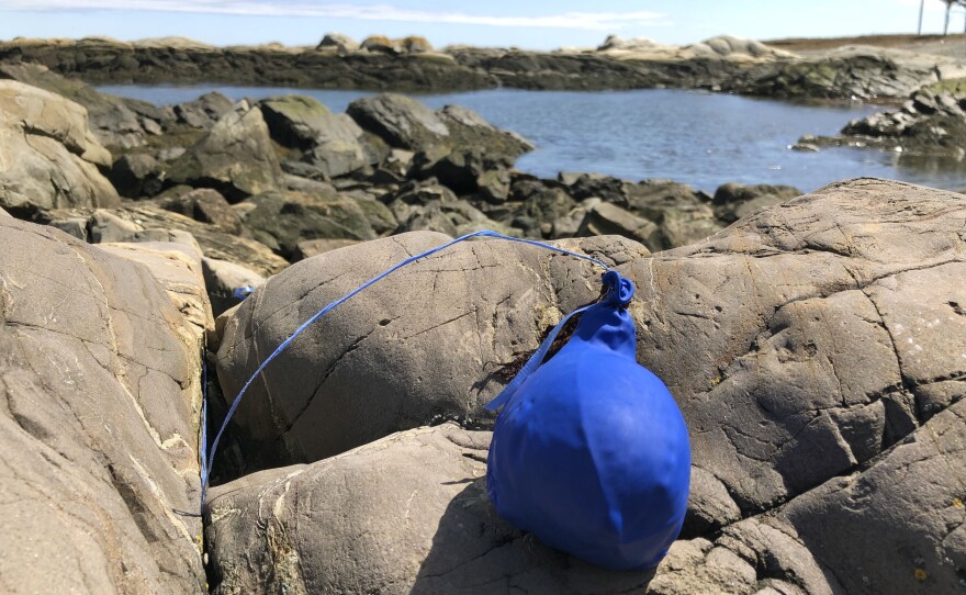 In this Thursday, April 25, 2019 photo, a balloon sits tangled on the rocky coast after washing ashore in Biddeford Pool, Maine. 