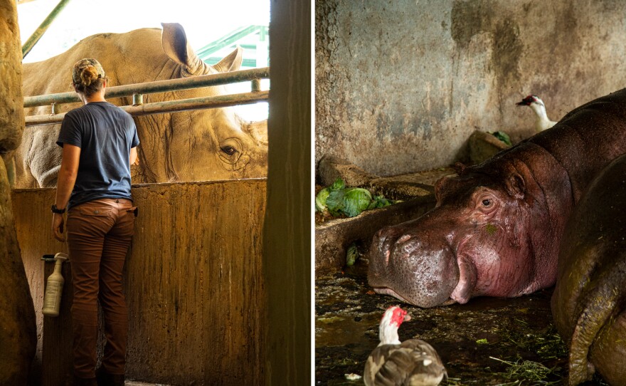 Left: A veterinarian caresses Felipe, the zoo's white rhinoceros, two days before his planned flight off the island. Right: Cindy, one of the zoo's two hippopotamuses, would be traveling on the same flight.