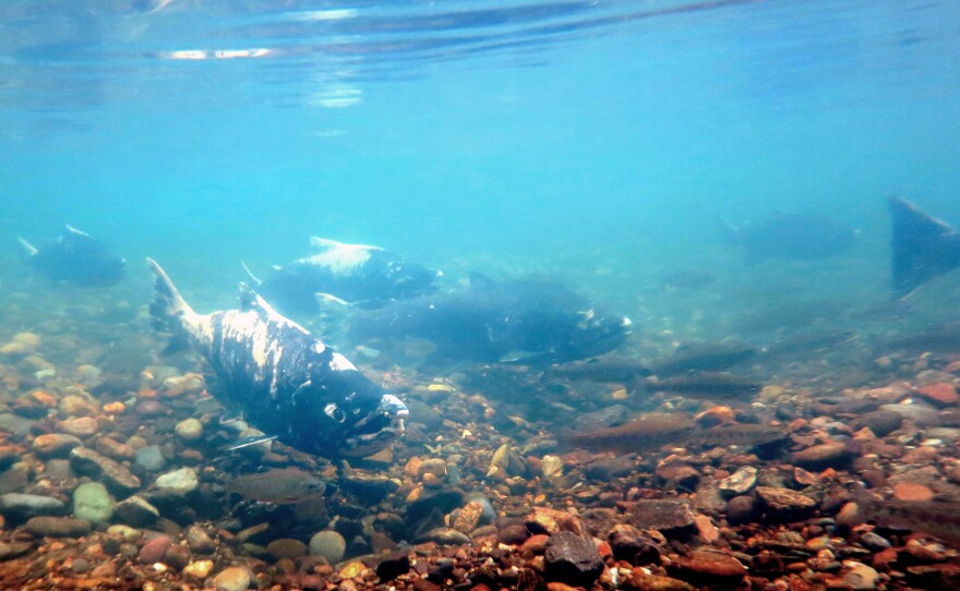 Chinook salmon swim in the Stanislaus River, a tributary of the San Joaquin River, in California.